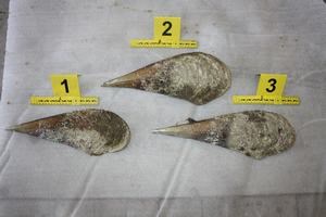 Slika A Nove Fotke/periska-mala.JPG